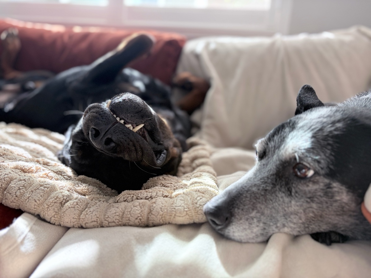 Crystal's dogs